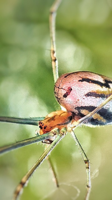 Free Spider Arachnid photo and picture