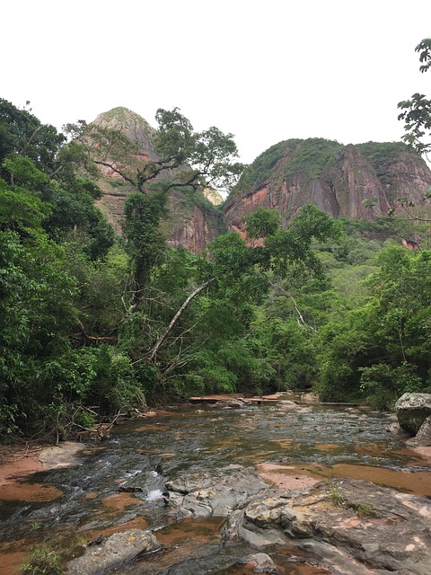 Free Jungle Flow photo and picture