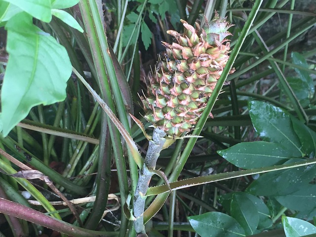 Free Plant Pineapple photo and picture