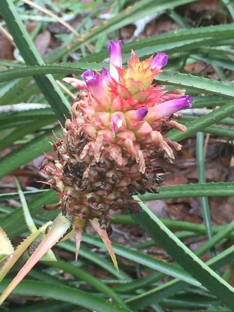 Free Pineapple Pineapple Plant photo and picture
