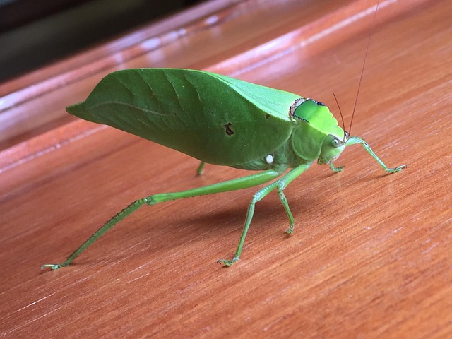 Free Cockroach Walking Ghost Insect photo and picture