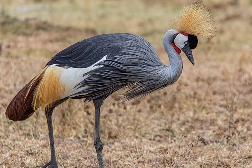 Free Grey Crowned Crane Balearica Regulorum photo and picture