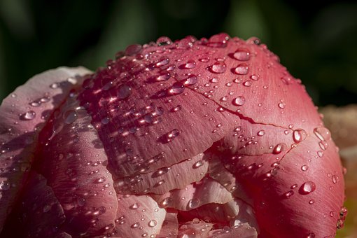 Free Peony Flower photo and picture