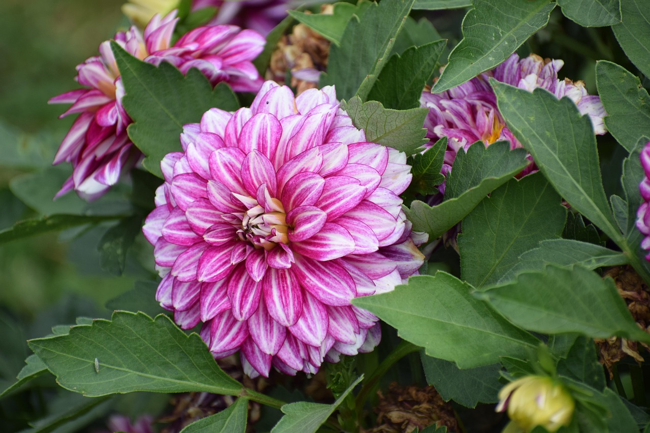 Dahlias Flowers Garden Free photo on Pixabay Pixabay
