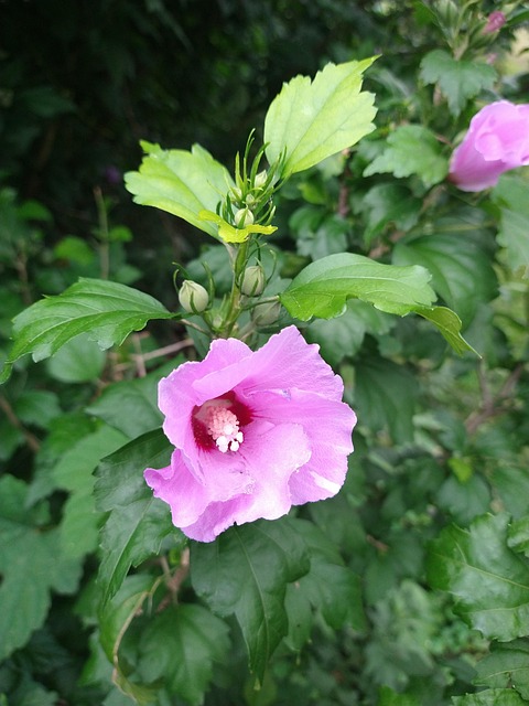Free Flower Hibiscus photo and picture
