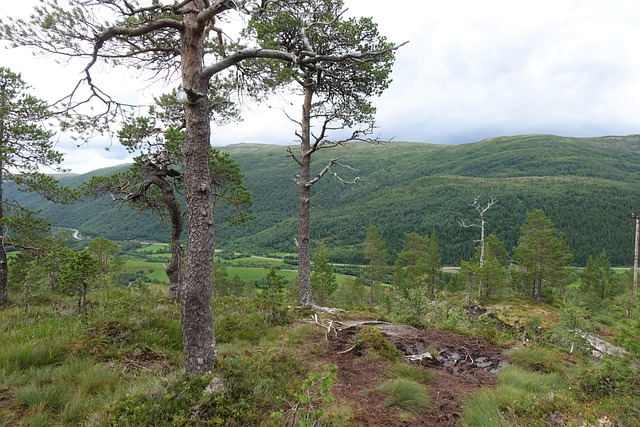 Free Forest Mountains photo and picture