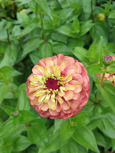 Free Flower Nature photo and picture
