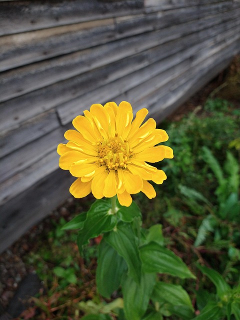 Free Flower Yellow Flower photo and picture