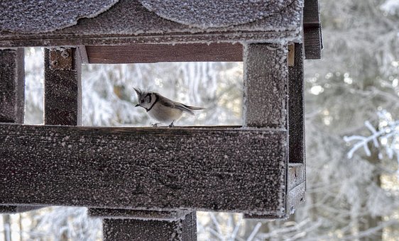 Winter, Natuur, Vogel, Koolmees