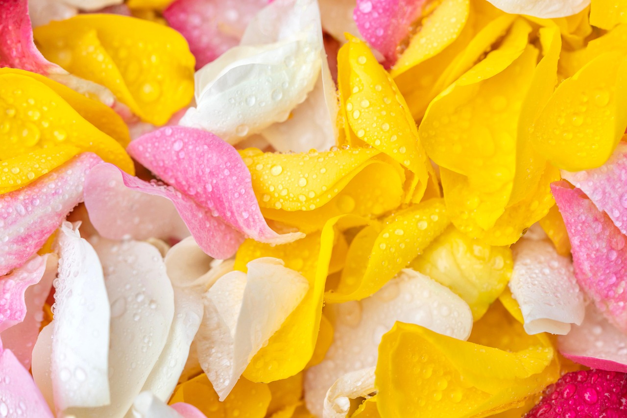 Rose Petals Valentine'S Day Free photo on Pixabay Pixabay