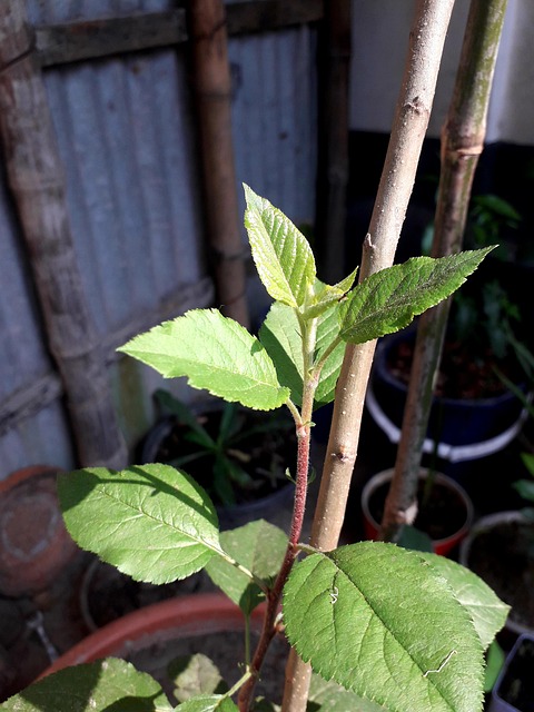 Apple Tree Leave Green - Free photo on Pixabay