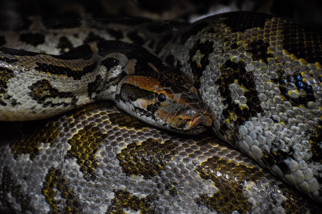 Reptile - free online jigsaw puzzle photo