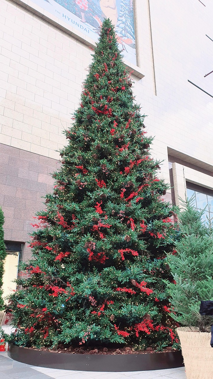 Xmas Trees Pine Free photo on Pixabay Pixabay