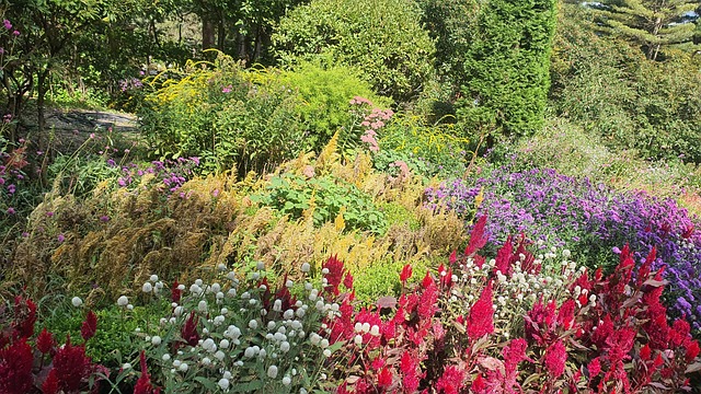 Free Garden Plant photo and picture