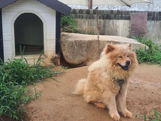 Free Lion Dog photo and picture