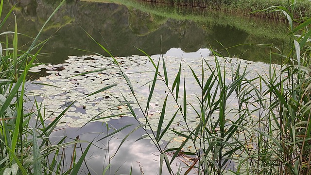 Free Laguna Field photo and picture