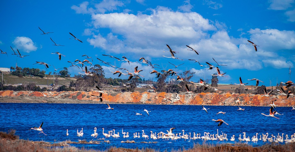 Great Description About Birds On A Lake