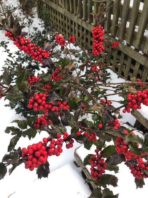 Baies Rouges Hiver Fruit Baies Hiver - Photo gratuite sur Pixabay - Pixabay