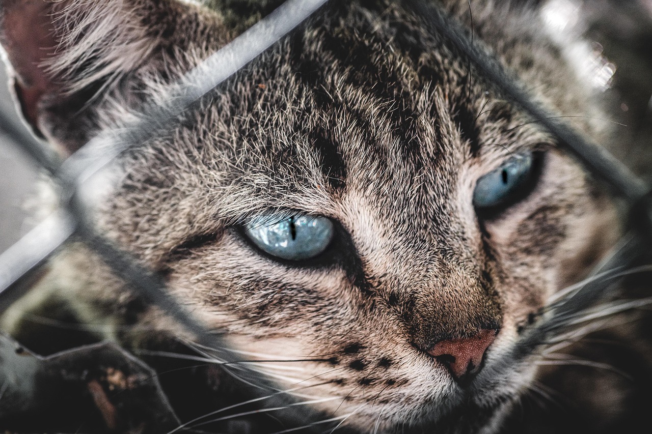 Blue eyes
