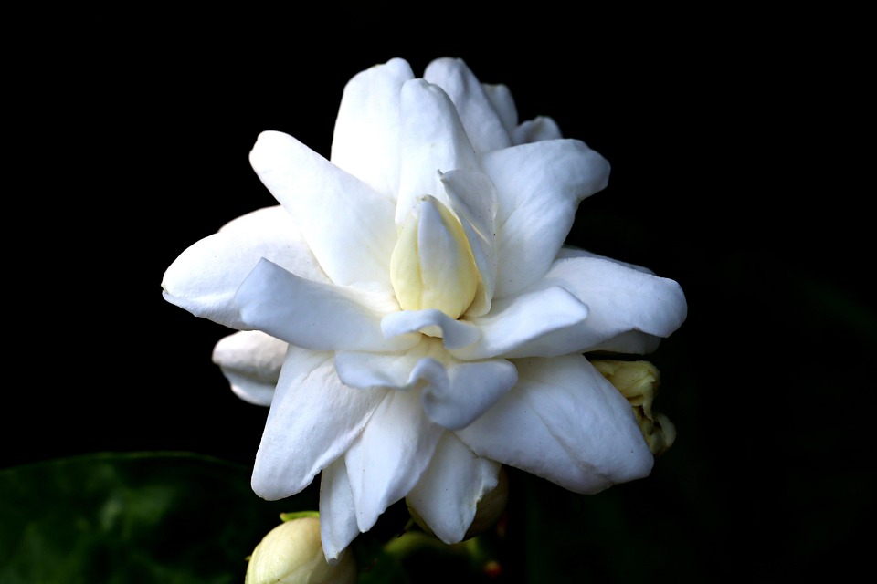 ジャスミンの花 花 植物 Pixabayの無料写真
