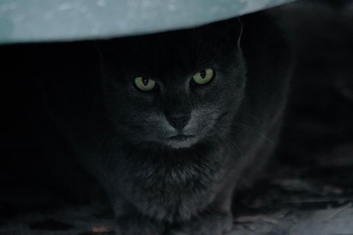 Free Cat Pet photo and picture