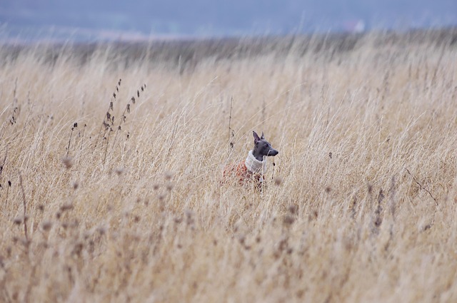 Free Animal Dog photo and picture