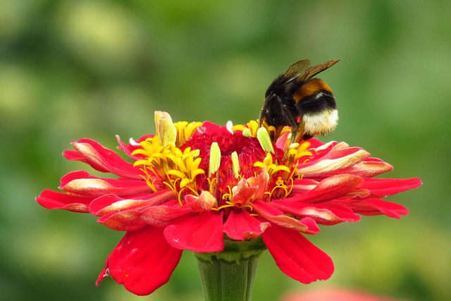 Insecte Fleur Pollinisation - Photo gratuite sur Pixabay - Pixabay
