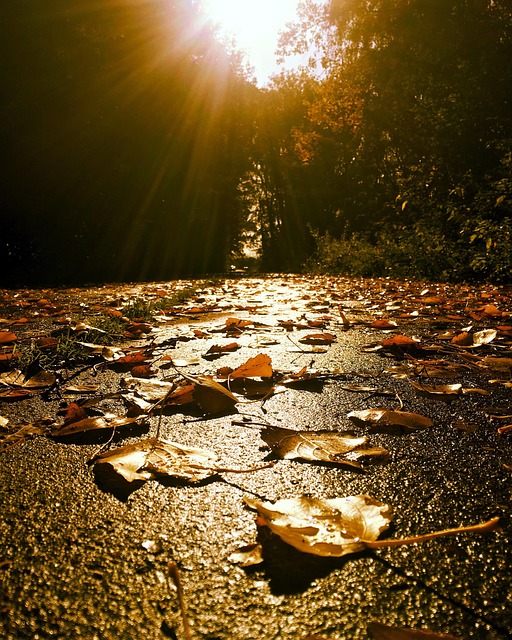 Herbst, Blätter, Golden, Sonnenuntergang
