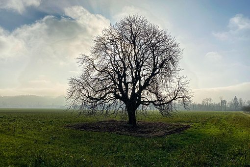 Træ, Natur, Landlige, Udendørs, Mark