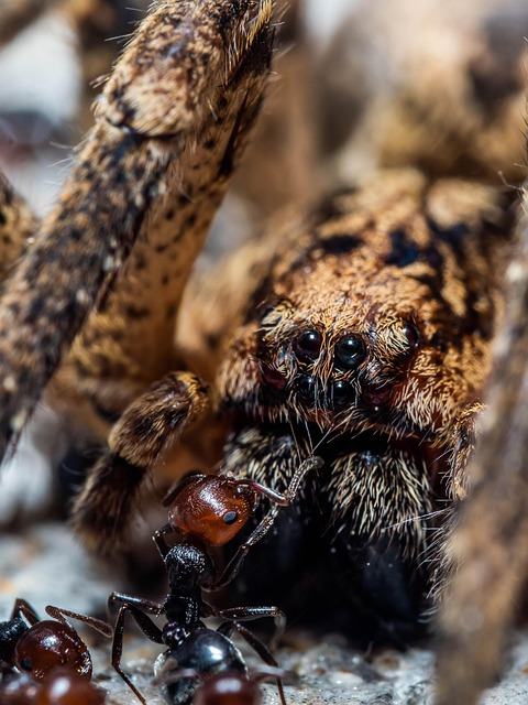 Inseto, Aranha, Entomologia, Aracnídeo