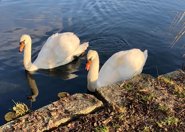 Free Swans Birds photo and picture