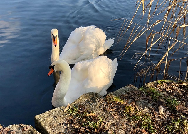 Free Swans Birds photo and picture