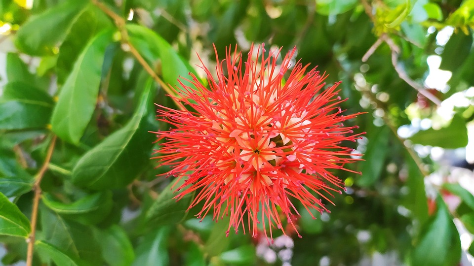 Rouge Fleur - Photo gratuite sur Pixabay - Pixabay