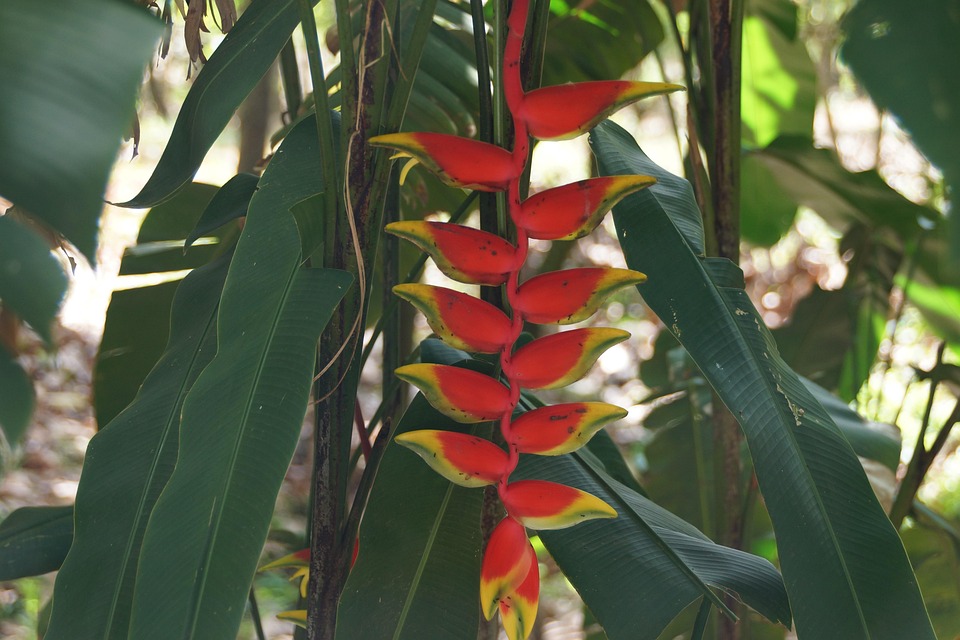 Heliconia Tortuosa Garden Flowers Free photo on Pixabay