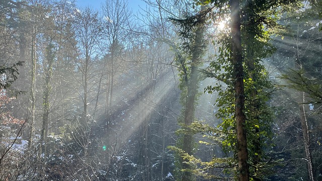 Free Forest Sun photo and picture