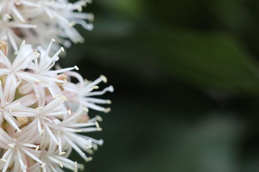 Blumen Hintergrund, Blumen, Weiße Blumen