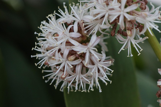 Pflanze Dracaena Fragrans Blte - Kostenloses Foto auf Pixabay