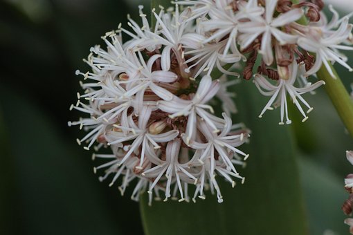 Pflanze, Dracaena Fragrans, Blüte, Natur