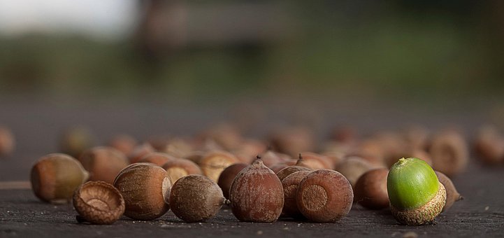 Free Acorns Nuts photo and picture