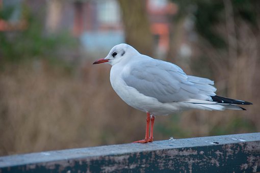 Möwe, Vogel, Sitzend, Sea Bird, Tier