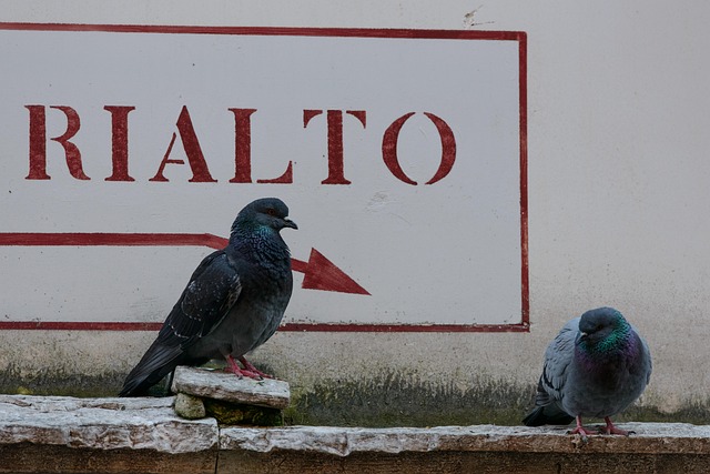 Pájaro, Paloma, Ornitología, Especies
