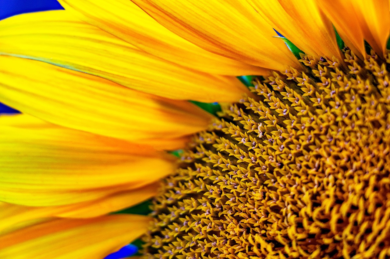 Flower Yellow Sunflower - Free photo on Pixabay - Pixabay