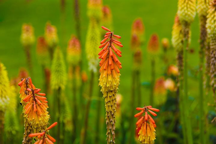 超过30 张关于 Red Hot Pokers 和 植物 的免费图片