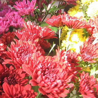 Free Chrysanthemums Chrysanthemum photo and picture