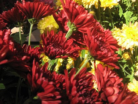 Free Chrysanthemums Petals photo and picture