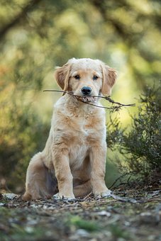 犬, 子犬, レトリーバー, ゴールデンレトリバー, 家畜, 可愛い, 動物