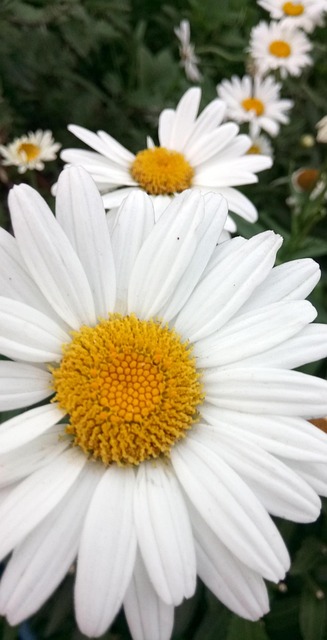 Free Marguerite Flowers photo and picture