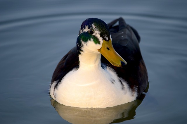 Free Duck Bird photo and picture