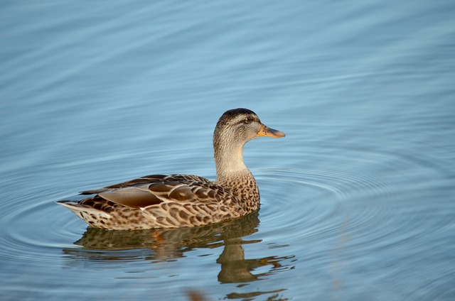 Free Duck Bird photo and picture