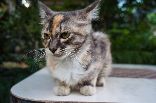 猫 宠物 猫科动物 - Pixabay上的免费照片 - Pixabay